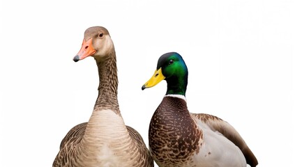Obraz premium Close-up of a goose and a duck side by side on a plain white backdrop