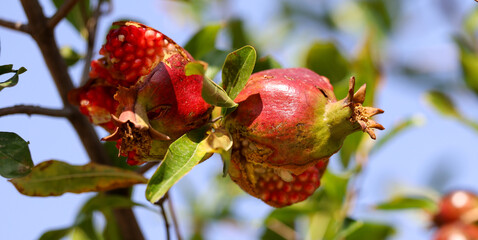 Pomegranate fruit on a tree