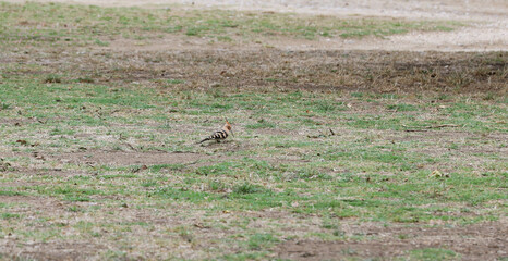 Hoopoe bird foraging in a meadow