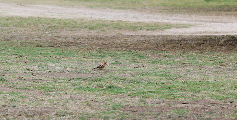 Hoopoe bird foraging in a meadow © Andrea Geiss