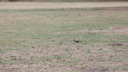 Hoopoe bird foraging in a meadow