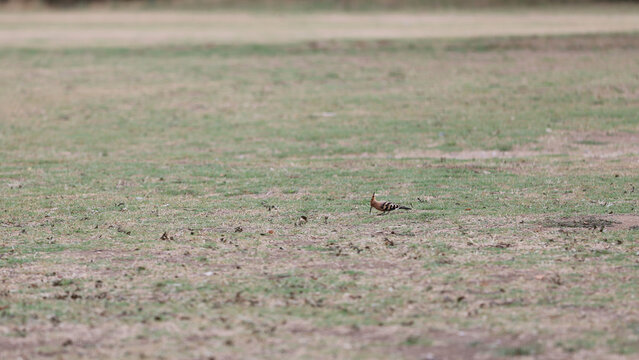 Hoopoe bird foraging in a meadow - Powered by Adobe