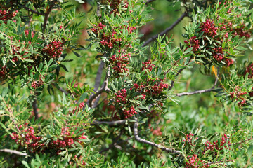 Pistachio Plant Shrub Mastic Tree
