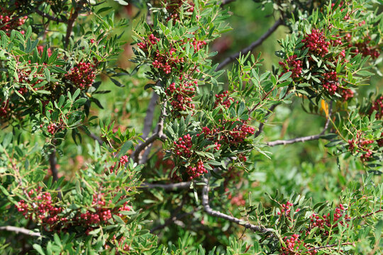 Pistachio Plant Shrub Mastic Tree