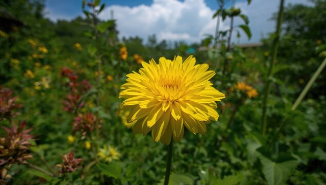 A vibrant yellow flower in full bloom, adding a natural touch to a garden setting