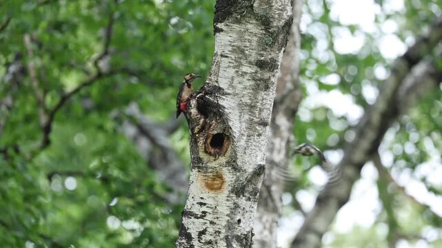 雛に餌を運ぶアカゲラ