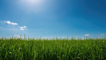 Obraz premium Lush green grass under a clear blue sky, ideal backdrop for outdoor activities