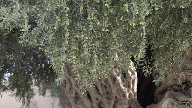 Ancient olive trunk surrounded by lush olive branches under warm light. Perfect for olive cultivation, eco projects, and cultural documentaries. Massive olive tree with sunlit branches.