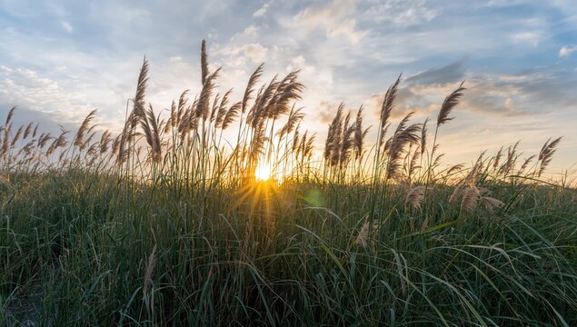 At golden hour on the beach, the sea oats move softly in the wind, offering a serene atmosphere with a sunset backdrop - Powered by Adobe