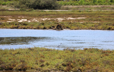 Herons in a meadow in southern France