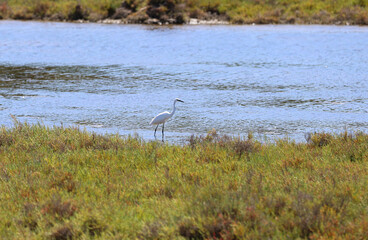 Herons in a meadow in southern France