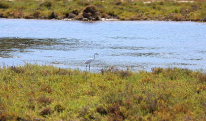 Herons in a meadow in southern France