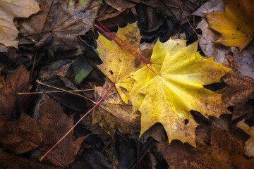 autumn leaves on the ground