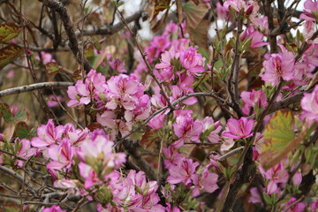 Close-up of blooming flower in natural light at the park. Soft colors and delicate petals — perfect for backgrounds, beauty, nature, and wellness themes.