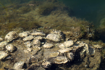 Shells on rocks along the seashore