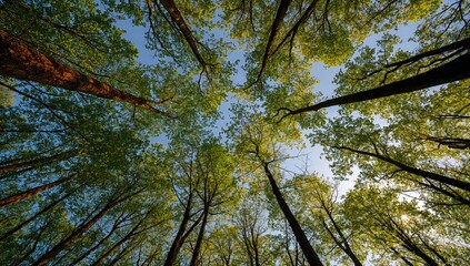 Fototapeta premium A low-angle view of trees with vibrant green foliage against a sky backdrop, highlighting seasonal change