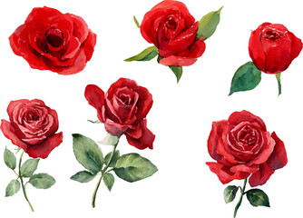 red roses isolated on white