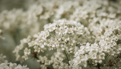 Macro photography of delicate white flowers, ideal for a floral-themed backdrop