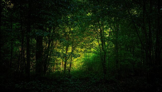 Natural backdrop of a vibrant green forest illuminated by summer light, ideal for editorial header background