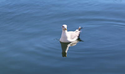 Seagull swimming on the water