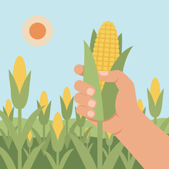 Hand Holding Corn Ear in Farm Field, Harvest Season Flat Illustration