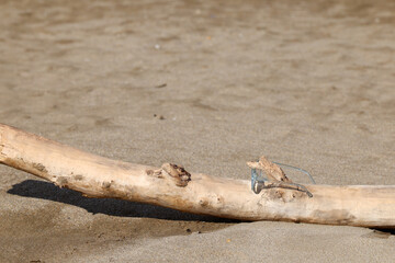 Glasses on the beach on a piece of wood 