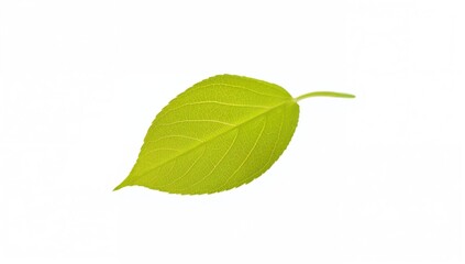 Fototapeta premium Green rose leaf on a white backdrop, ideal for floral design applications