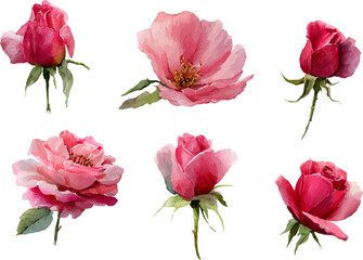 set of pink roses isolated