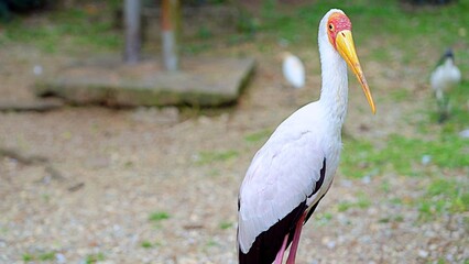 yellow billed stork from the back in nature
