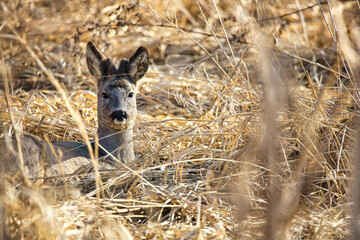 roe deer lying in the meadow © Pawe