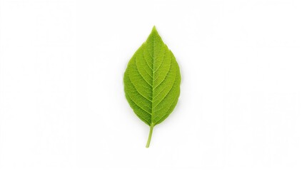 Fototapeta premium Green tea leaf displayed on a white surface, beneficial antioxidant-rich choice