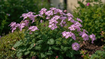 Obraz premium Geranium dreamland blooming in vibrant colors, seasonal beauty