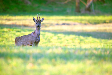 a roe deer standing in a clearing