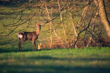 Rolgordijnen Ree a roe deer standing in a clearing  © Pawe