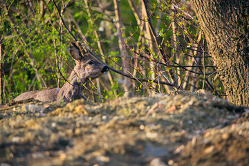 Obraz premium a deer gnawing on a tree