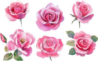 Fototapeta premium pink roses on white background