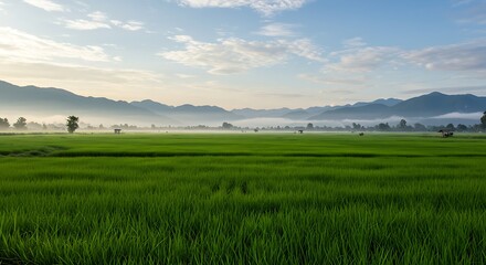 Lush Green Rice Field with Misty Mountains in the Distance.