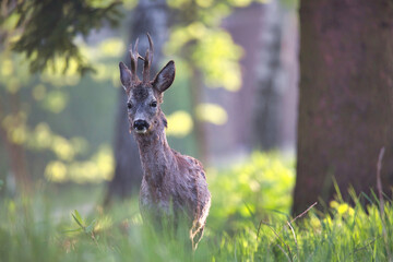 young roe deer in the forest © Pawe