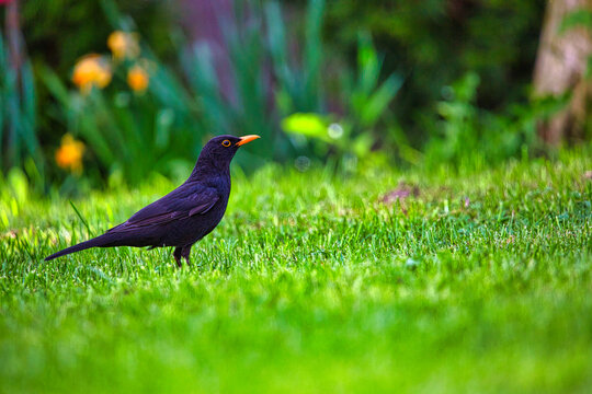 a bird on the grass in the garden (Turdus merula)