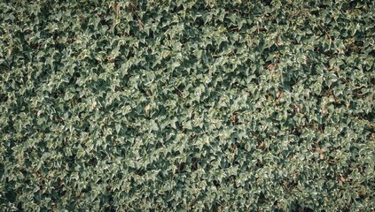 A dense wall of common ivy, suitable for use as a textured backdrop in design
