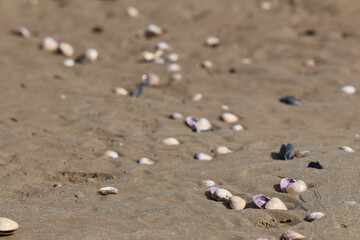 Shells on a sandy beach on the ocean