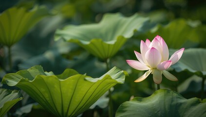 Obraz premium Green lotus leaves and pink lotus flower, natural beauty, seasonal change