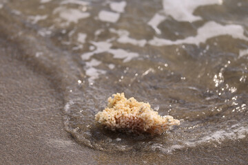 Coral washed up on a beach in southern France