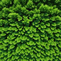 Aerial View of Vibrant Green Foliage Creating a Dense Lush Canopy in a Natural Setting