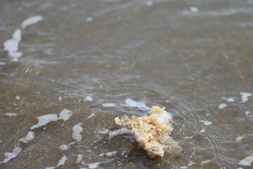 Coral washed up on a beach in southern France