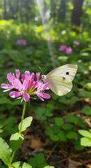 Butterfly on Crimson Clover in Sunlight - A Delicate Encounter.