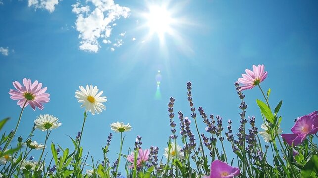 A bright and sunny June garden with flowers like roses, daisies, and lavender, blooming under a clear blue sky.