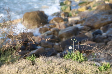 Close-up of plant in natural light at the seashore. Soft colors and delicate petals — perfect for backgrounds, beauty, nature, and wellness themes.