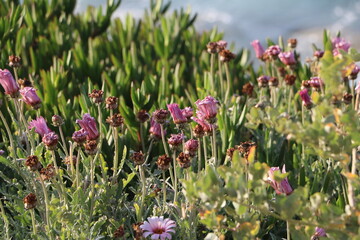 Wild coastal plants growing near the sea under natural sunlight. Mediterranean vegetation close-up with ocean in the background. Peaceful nature scenery.
