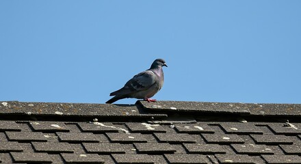 Pigeon Perched on a Weathered Rooftop Against a Clear Blue Sky.